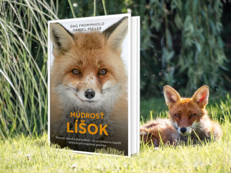 S líškami máme toho veľa spoločného…a môžeme sa od nich učiť. Múdrosť líšok múdrosť líšok