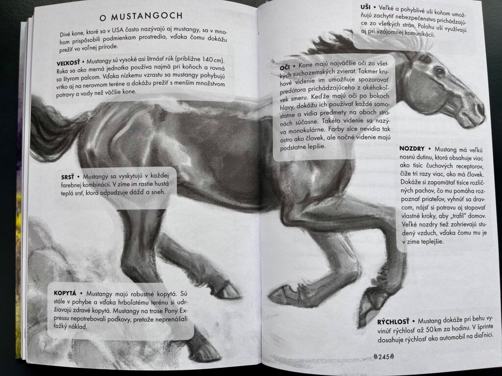 kôň menom nebo